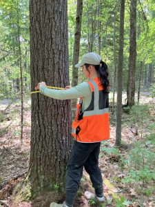 Emily Kanach measures tree